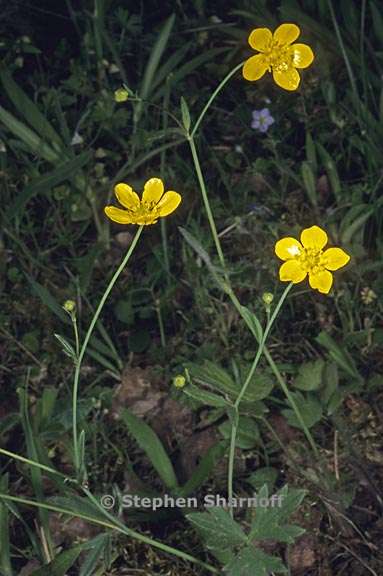 ranunculus occidentalis var occidentalis 7 graphic